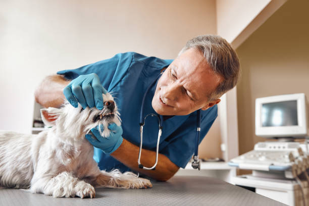 Best Pediatric Emergency Dentist in Weston, WV